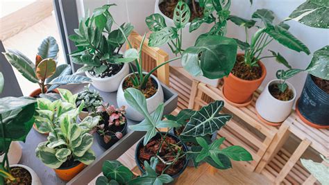 How to be the best plant mom you can be .